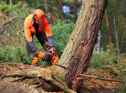 Best Tree Risk Assessment  in Alb, IA